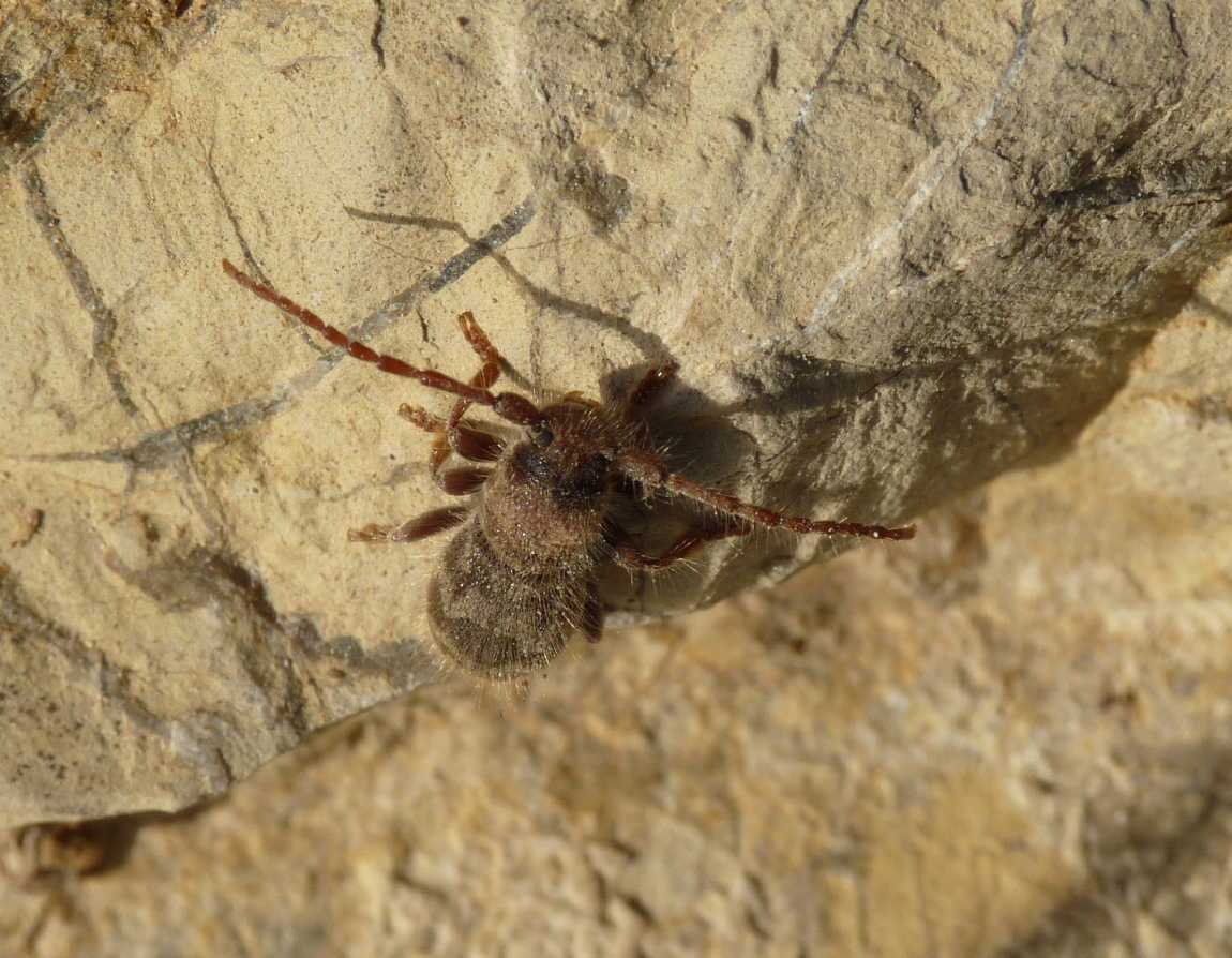 Cerambice peloso: Parmena pubescens